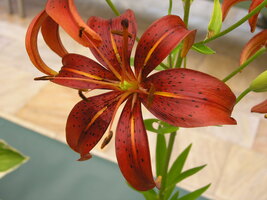 Foto: Dr. Peter Müller